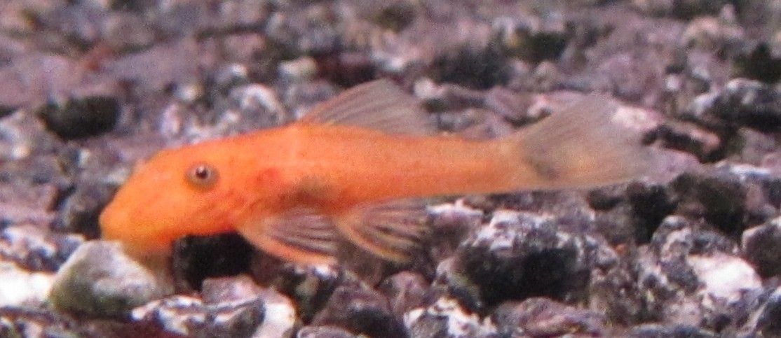 Ancistrus Red Malle