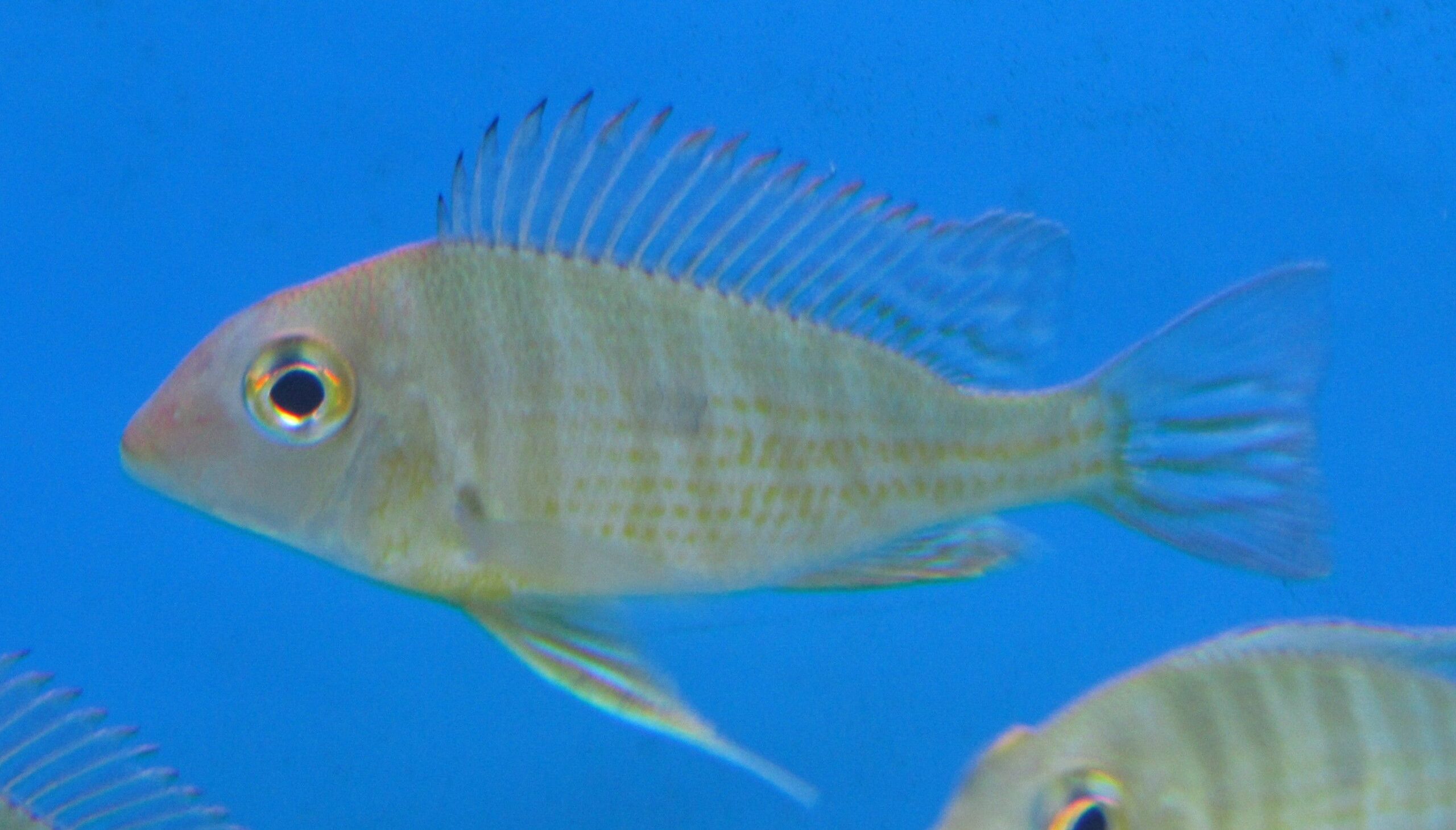 Geophagus SP. Tapajos red head