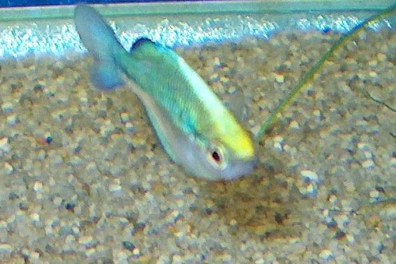 Blå Regnbue Fisk ( 3 Tilbage )