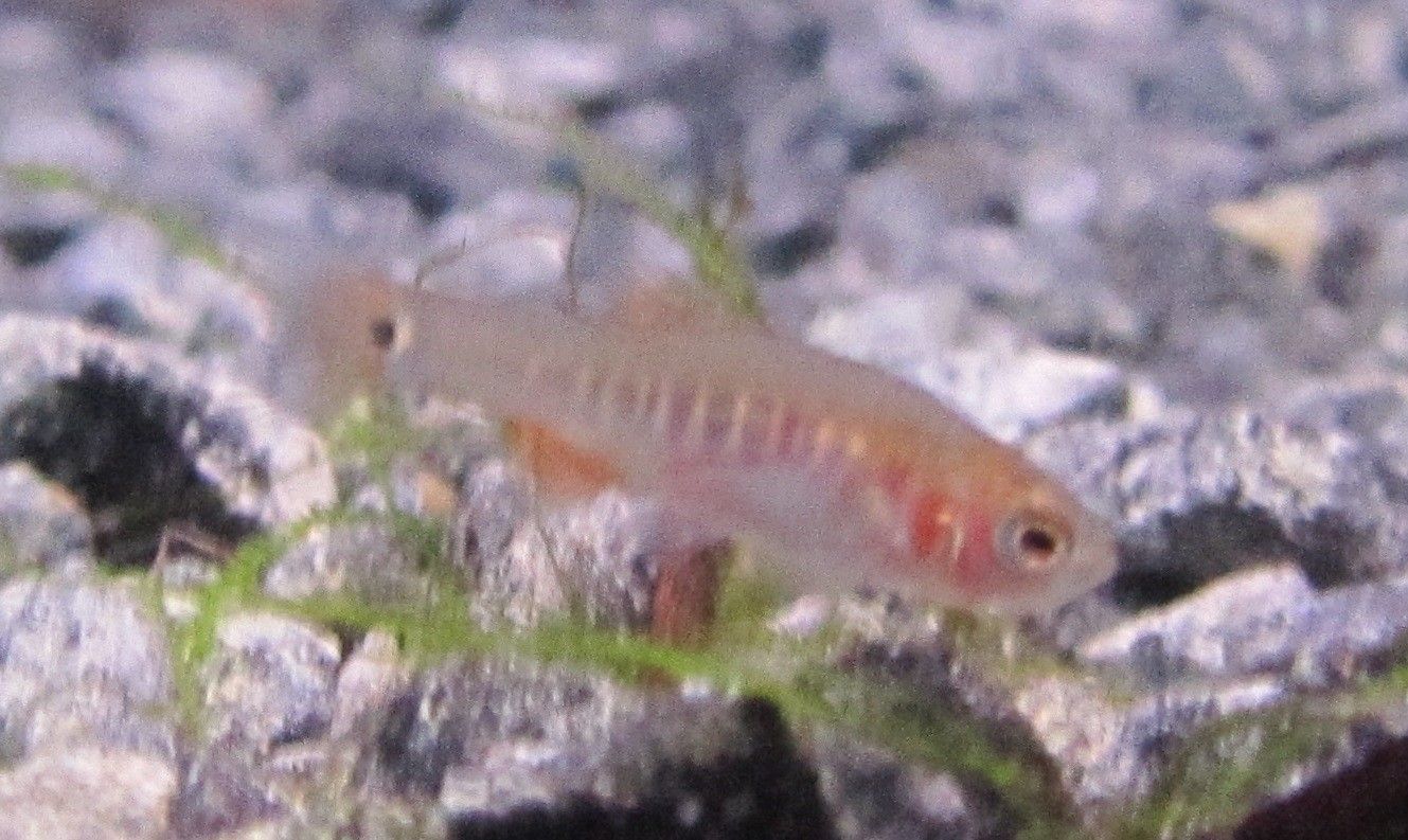 Danio Erythromicron