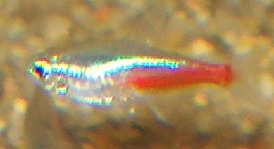 Neon fisk i str. medium