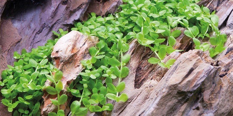 1-2 Grow Micranthemum monte carlo